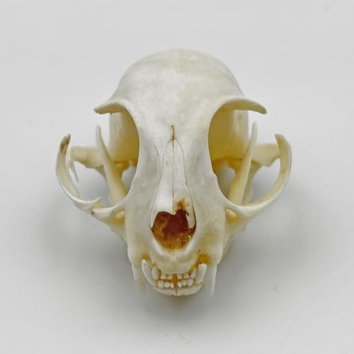Real Animal Bone Specimen Natural Taxidermy Feline Skull for Science Collection - style: Feline Skull