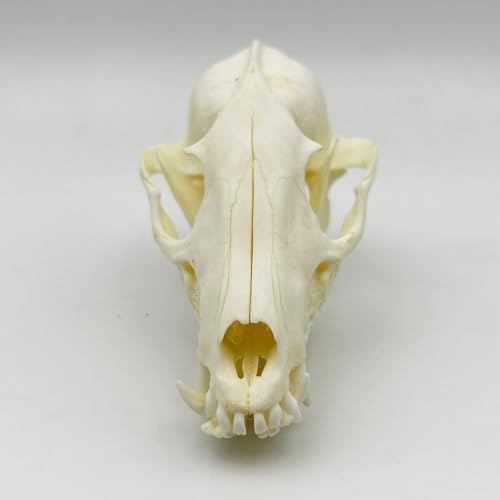 Taxidermy Real Animals Skull Decor - Model Animals Bones Specimen,Taxidermy Supplies for Science Education,Collection (Raccoon) - style: Raccoon Skull