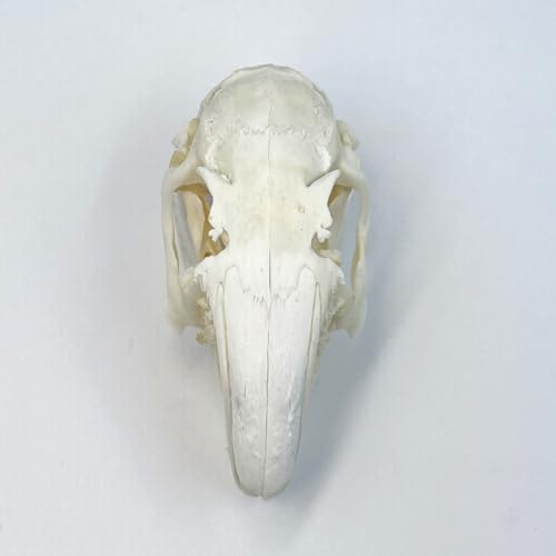 Taxidermy Real Cottontail Rabbit Animals Skull Decor - Model Animals Bones Specimen,Taxidermy Supplies for Science Education,Collection (Rabbit) - style: Rabbit Skull