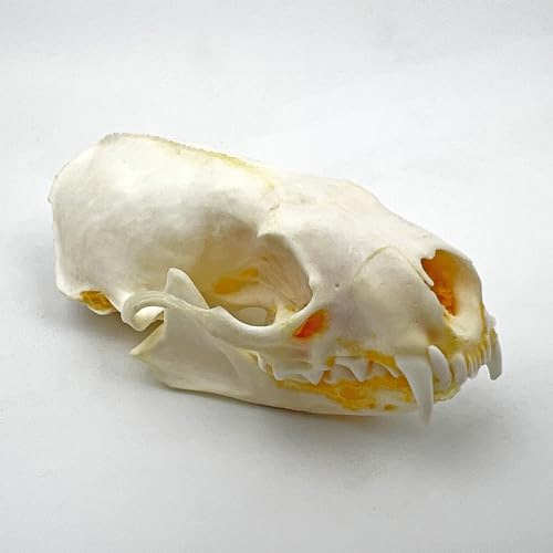 Taxidermy Real Animals Skull Decor - Model Animals Bones Specimen,Taxidermy Supplies for Science Education,Collection (Mink Skull) - style: Mink Skull