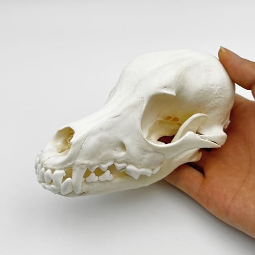Taxidermy Real Animals Skull Decor - Model Animals Bones Specimen,Taxidermy Supplies for Science Education,Collection (Dog) - style: Dog Skull