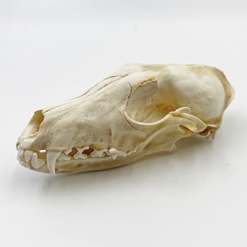 Taxidermy Real Animals Skull Decor - Model Animals Bones Specimen,Taxidermy Supplies for Science Education,Collection (Fox) - style: Fox Skull