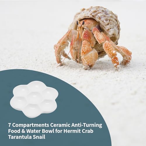 5.51" Hermit Crab Ceramic Food Dish,7 Compartments Ceramic Anti-Turning Food & Water Bowl for Hermit Crab Tarantula Snail - size: 6 inch