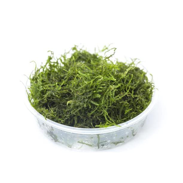 Moss for Aquariums | Live Aquatic Moss (Flame Moss, 1) - style: Flame Moss