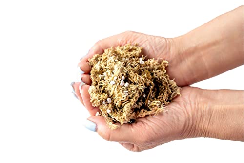 Gardenera Sphagnum Moss Potting Mix for Carnivorous Plants, Moss and Perlite Blend for Potting Venus Fly Traps, Sarracenia, Pitcher Plants - 75% Sphagnum Moss + 25% Perlite - Made in USA - 1 Quart - size: 1 Quart Bag, style: Carnivorous Plant Soilless Mix