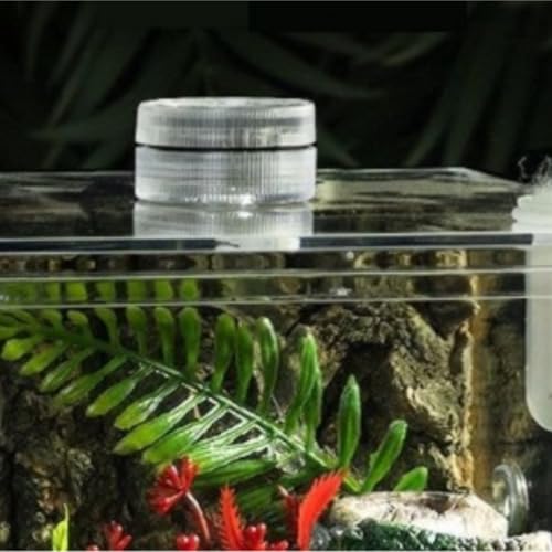 Reptile Breeding Box Jumping Spider Enclosure Jumping Spider Habitat Insects Mantis Faunarium