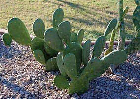 1 pound BULK FRESH PADS Edible Cactus Organic Super Food - Tortoise Turtle Iquana Pet