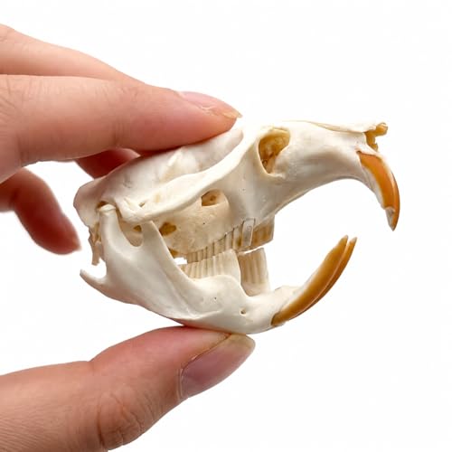 Taxidermy Real Muskrat Animal Skull Decor - Model Animals Bones Specimen,Taxidermy Supplies for Science Education,Collection (Muskrat) - style: Muskrat