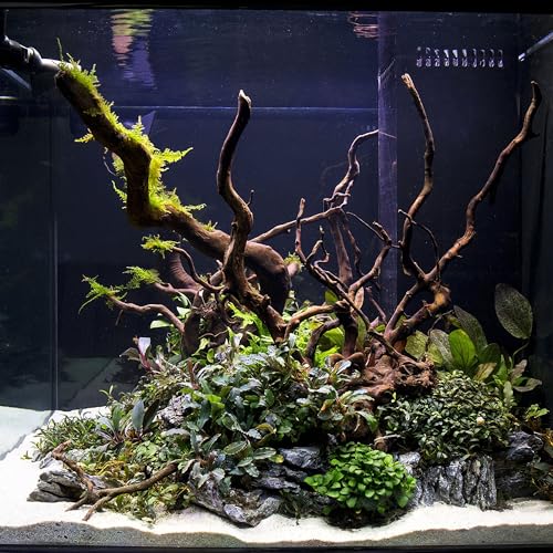 Ultum Nature Systems Driftwood - Spider Drift Wood for Fish Tank, Planted Tank, Terriarium, Paludarium - Versatile Natural Driftwood Decor, Events Wood Centerpiece - Spider Wood, Medium (12-15") - size: 12-15" 1-Pack