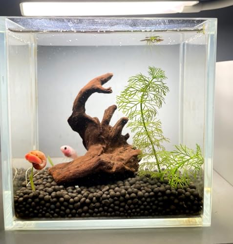 YZHZOM Small Natural Driftwood for Aquarium Styling Carefully Selected Natural Aquarium Decor Driftwood for Reptile Tank Reptile Tank Wood Decor (Driftwood 4-6inch 4pcs) - style: Driftwood 4-6inch 4pcs