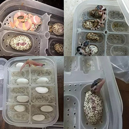 Reptile Breeding Box OMEM Reptile Lizard Incubation Box, Hatchery Box, Suitable for Hatching Snake, Lizards, Lions Mane, Reptiles (Transparent) - color: Transparent