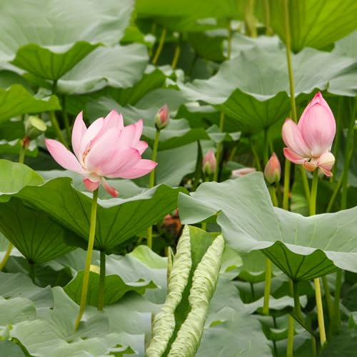 Doter Aquatic Soil for Plants - 2.2LBS, Clay Aquarium Soil Suitable for Small Ponds & Water Plants Like Lotus & Water Lily, Safe for Fish & Aquatic Life (Pack of 2) - size: 2.2 LBS (Pack of 2)