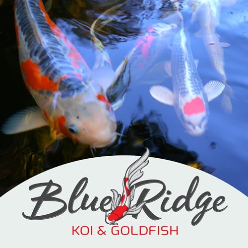 Blue Ridge Koi Fish Food 5lb - Koi Food 3/16” Large and Mini Blend Growth Formula, Goldfish Food, Premium Fish Food for Ponds, Ponds Fish Food, Floating Pond Pellets - size: 5 Pound (Pack of 1)