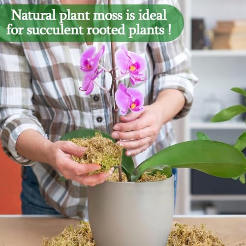 Legigo 3.5oz Sphagnum Moss for Plants, 4QT Orchid Moss Potting Mix | Long Fiber Sphagnum Moss Dried for Plants Indoor, Orchid Repotting, Succulent, Carnivorous Plants, Terrarium and Reptiles - size: 3.5oz