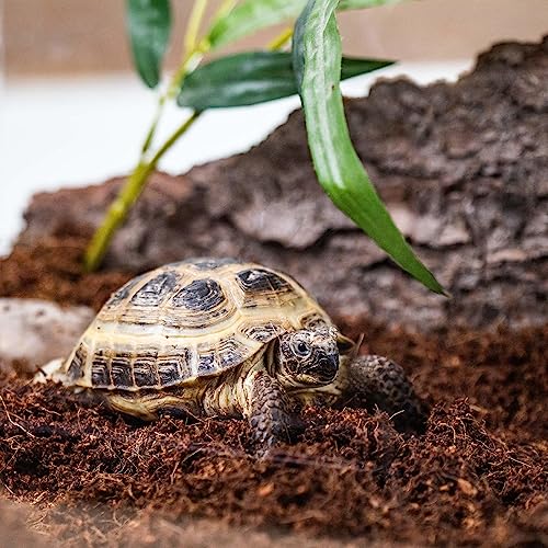Gardenera Terrarium Potting Soil Mix - Perfect Balance of Ingredients for Closed-Top and Open-Top Terrariums - 2 QUARTS - size: 2 Quart Bag