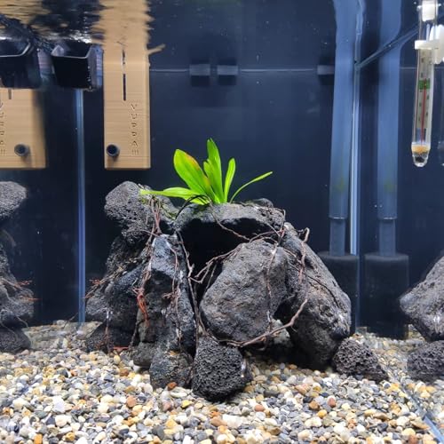 Black Lava Rocks 20lb Natural Volcanic Stones for Aquarium Fire Pit Bonsai Succulent Planters Terrarium Paludarium Garden Landscaping Decor,7-8 Pcs 4-9 inches - size: 20LB(7-8pcs)4-9in.