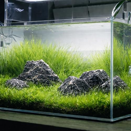 2.2-8.1 Inches Natural Seiryu Stone, 5 PCS Mixed Sizes Aquarium Rocks for Aquascaping, Iwagumi Layouts, Terrariums & Aquarium Décor - size: 2.2-8.1 in