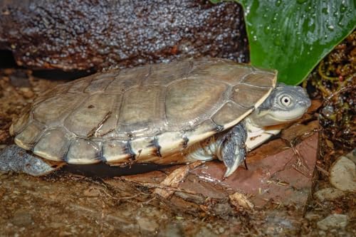 Aquatic Turtle 3/8" x 1/8" 30% Protein Floating Sticks for Aquatic & Semi Aquatic Red Ear, Painted. Map, Soft Shell Pond Turtles...WL 6oz Sm Jar