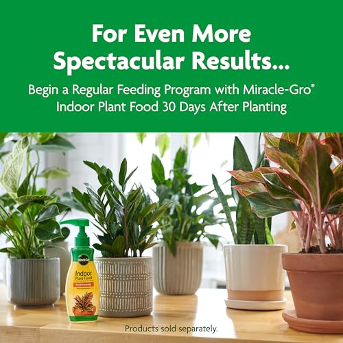 Miracle-Gro Indoor Potting Mix, Blended for a Variety of Houseplants, Feeds for up to 6 Months, 6 qt. - size: 6 qt.