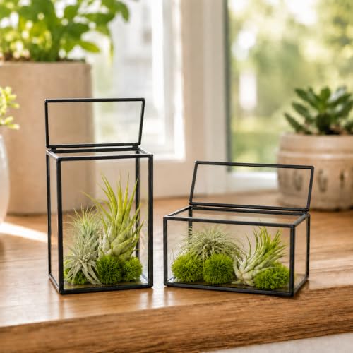 Mini Glass Terrarium Set of 2 with Lid, Tiny Rectangle Glass Succulent Terrarium Containers for Air Plants, Moss & Fairy Garden, Black Framed Tabletop Plant Holder, 4 x 2.8 x 2.4 & 2.8 x 2.4 x 4 in - color: Black
