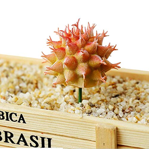 N|A Cayway 10 PCS Artificial Cactus and Succulent Plants - Faux Cacti Decor for Decoration - Bulk Pack
