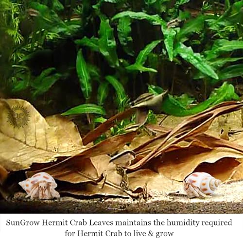 SunGrow 10 Pack Hermit Crab Large Catappa Indian Almond Leaves, Tarantula Dried Leaves for Spawning, Source of Cellulose and Nutrition for Isopods and Crickets, Create Humid Vivarium Habitat, 8”