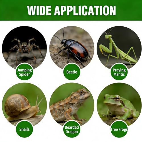 Jumping Spider Enclosure, Acrylic Reptile Terrarium | Tarantula Habitat, Lizard Box, Mantis Bug Cage
