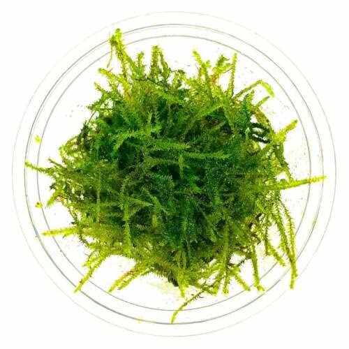 Moss for Aquariums | Live Aquatic Moss (Java Moss in 4 oz Cup, 1) - style: Java Moss in 4 oz cup