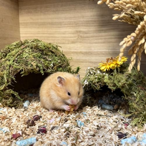 kathson 2Pcs Hamster Hideout, Hamster House, Natural Mossy Coconut Hut, Pet Hiding House, Small Animal Cage Accessories for Mouse Mice Rat Guinea Pigs Reptiles
