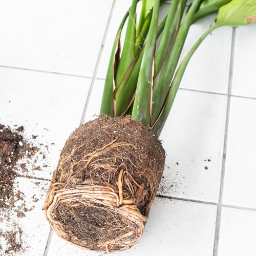 Organic Bird of Paradise Potting Soil Mix 2qt, Ideal for Indoor/Outdoor Potted Plants, Promotes Optimal Growth for Bird of Paradise - size: 2qt