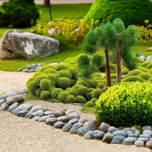 1-2mm Coarse Sand for Plants, 6lb Horticultural Sand for Succulents, Desert Silica Sand for Cactus, Vases, Aquariums, Terrarium, Fish Tank, Drainage Rocks for Potted Plants, Bamboo, Crafts