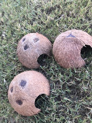 Durable 3 pc Coconut Hide, Natural Home for Guppies, Tetras, Betta Fish, Shrimp, Pleco, Perfect for Your Aquarium, Perfect Hideout for Spiders, Toad, Lizard and Small Crabs, 3 Half Shells (Small)