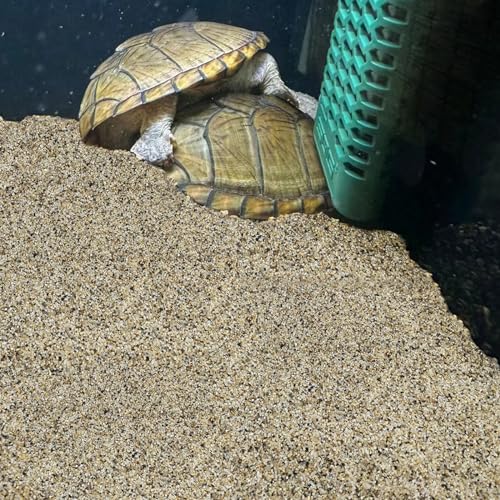 FANTIAN 40 lbs Aquarium Sand. 1/16 Inch Fish Tank Coarse Sand Pea Gravel for Aquarium, Terrariums, Vase Filler, Plant, Soil Drainage and Outdoor Gardens, Landscaping - size: 1/16 Inch