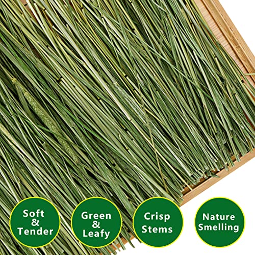 Timothy Hay, 6.6LBS Small Pet Feed | Hand selected natural fresh timothy hay, for rabbits, guinea pigs, chinchillas, 6 packs of 1.1lbs each