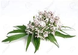 Premium Valerian Root Powder 16oz 1lb The Bloomin Herb Shoppe Valeriana Officinalis herb