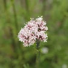 Premium Valerian Root Powder 16oz 1lb The Bloomin Herb Shoppe Valeriana Officinalis herb