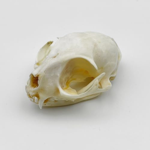 Real Animal Bone Specimen Natural Taxidermy Feline Skull for Science Collection - style: Feline Skull