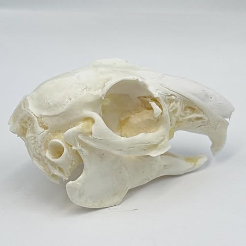 Taxidermy Real Cottontail Rabbit Animals Skull Decor - Model Animals Bones Specimen,Taxidermy Supplies for Science Education,Collection (Rabbit) - style: Rabbit Skull