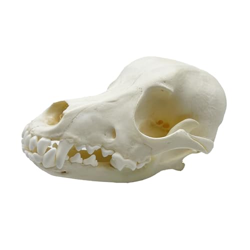 Taxidermy Real Animals Skull Decor - Model Animals Bones Specimen,Taxidermy Supplies for Science Education,Collection (Dog) - style: Dog Skull