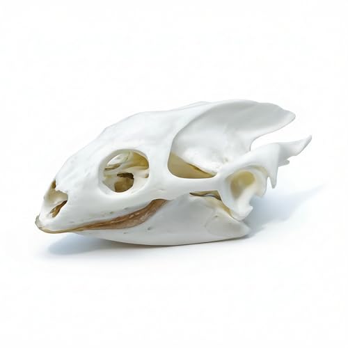 Taxidermy Real Animals Skull Decor - Model Animals Bones Specimen,Taxidermy Supplies for Science Education,Collection (Turtle) - style: Turtle Skull