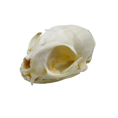 Real Animal Bone Specimen Natural Taxidermy Feline Skull for Science Collection - style: Feline Skull