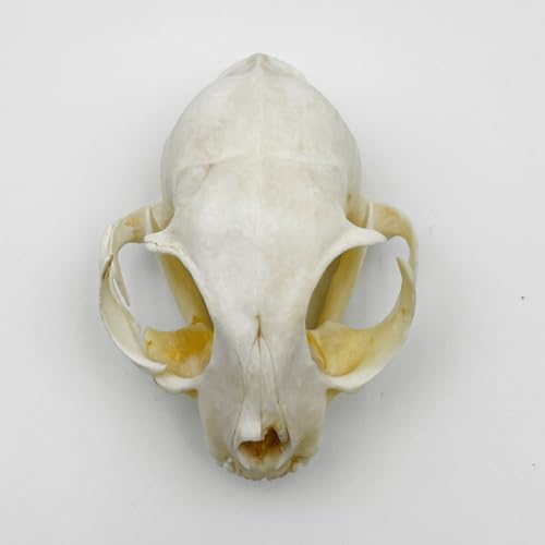 Real Animal Bone Specimen Natural Taxidermy Feline Skull for Science Collection - style: Feline Skull