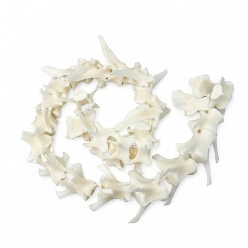 Taxidermy Real Fox Spine Decor - Model Animals Bones Specimen, Taxidermy Supplies for Science Education, Collection (Fox Spine) - style: Fox Spine