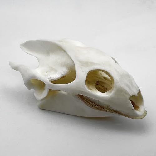 Taxidermy Real Animals Skull Decor - Model Animals Bones Specimen,Taxidermy Supplies for Science Education,Collection (Turtle) - style: Turtle Skull