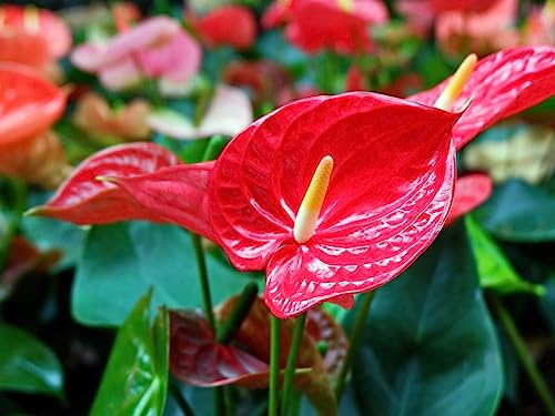 Gardenera Anthurium Planting Soil - Nurture Your Plants with a Premium Potting Mix - 10 QUARTS - size: 10 Quart Bag