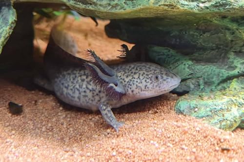Axolotl Blackworm Pellets. 2mm-1/16 Sinking California Blackworm Small Pellets for Small Axolotl, Frogs, Shrimp, Salamanders, Newts, Snails…1/4-lb Pouch Bag