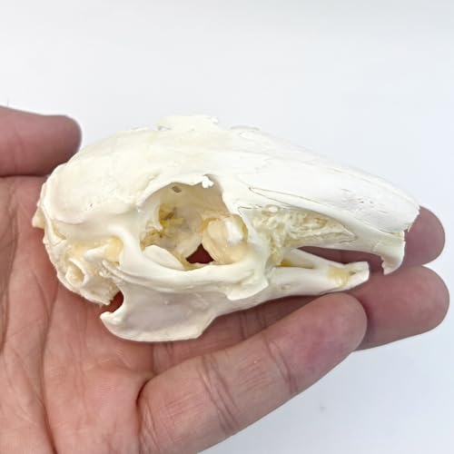 Taxidermy Real Cottontail Rabbit Animals Skull Decor - Model Animals Bones Specimen,Taxidermy Supplies for Science Education,Collection (Rabbit) - style: Rabbit Skull