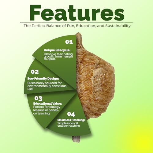 USMANTIS Praying Mantis Ootheca Egg Case (Five Egg Case) - Beneficial for Stem Education and Gardening, Each Egg Case Produces Approximately up to 400 Baby Nymphs (T Sinensis) - size: Pack of 5
