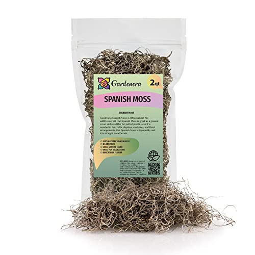 Gardenera Premium Natural Spanish Moss | Natural Preserved - Great Ground Cover - Filler for Potted Plants - 2 Quart Bag (GRD-SPANISH-MOSS-2QT) - color: SPANISH MOSS, size: 2 Quart