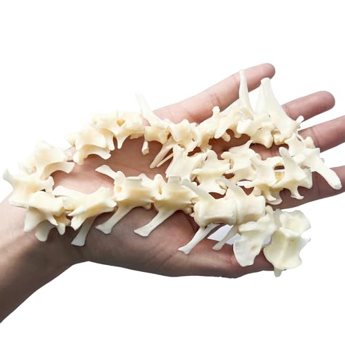 Taxidermy Real Fox Spine Decor - Model Animals Bones Specimen, Taxidermy Supplies for Science Education, Collection (Fox Spine) - style: Fox Spine